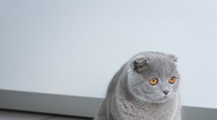 Litter Cleaning For Cats