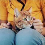 Long-Term-Cat-Care-696×602-1
