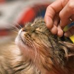 Long-Term-Cat-Care-696×602