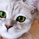 Moving-and-Cat-Concerns-696×602-1