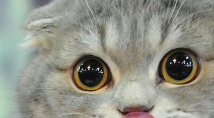 Moving and Cat Concerns