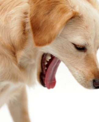 My Dog Vomits Every Few Weeks! Is That Normal?