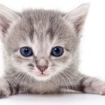Naming-Your-Cat-696×602-1