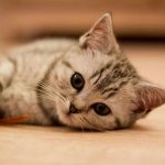 Newborn-Kitten-Health-696×602