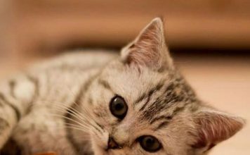 Newborn Kitten Health