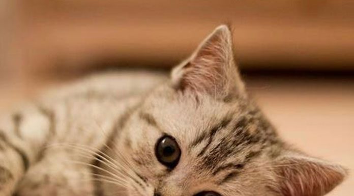 Newborn Kitten Health