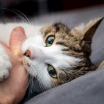 Pet-cats-against-AIDS-and-others-696×602