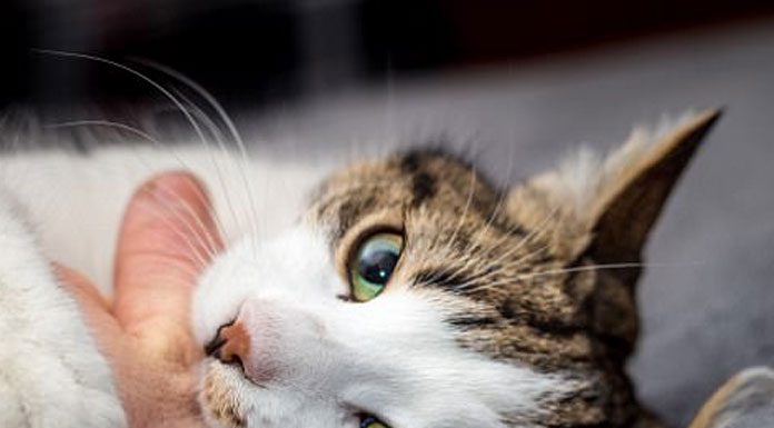 Pet cats against AIDS and others