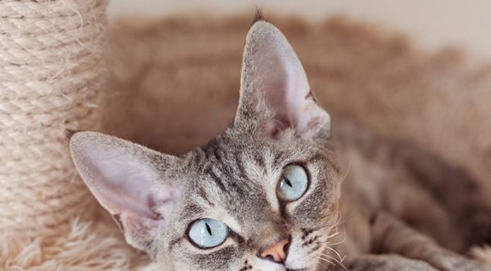 Recognizing and Treating Over-grooming