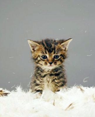 Seizures and Your Cat