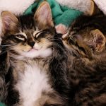 Selecting-Your-Cat-696×602