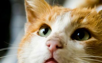 Senior Cat Care Symptoms