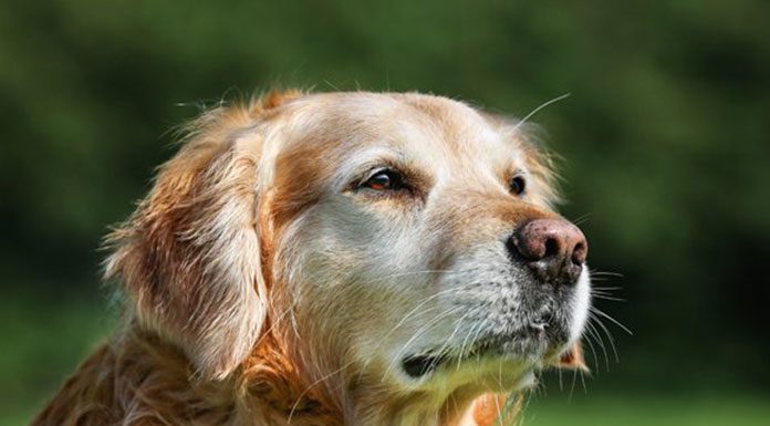 Senior Dogs Proper Care And What To Expect
