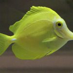 Sick-yellow-tang