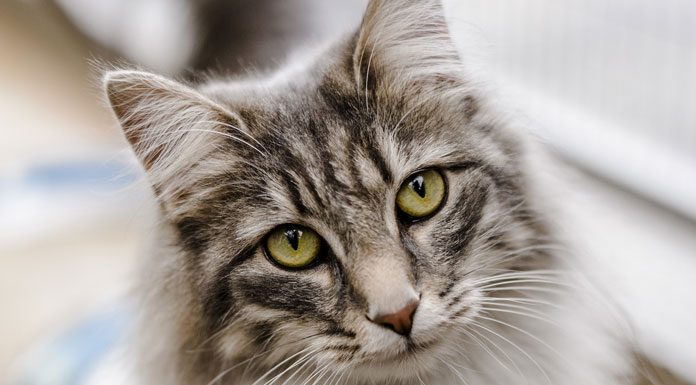 Skin Disorders in Cats