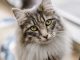Skin Disorders in Cats
