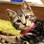 Smooth-Sailing-Surgeries-for-your-Cat-696×602