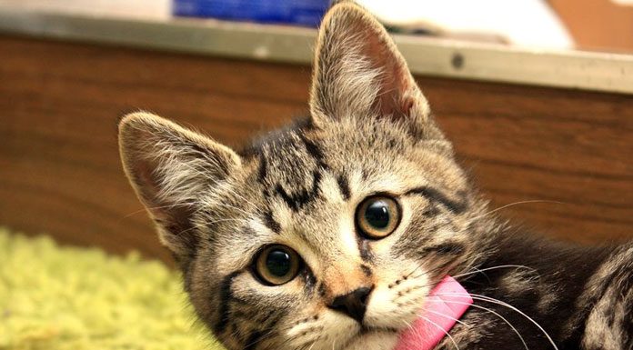 Smooth Sailing Surgeries for your Cat