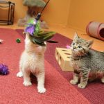 Socializing-Kittens-696×602