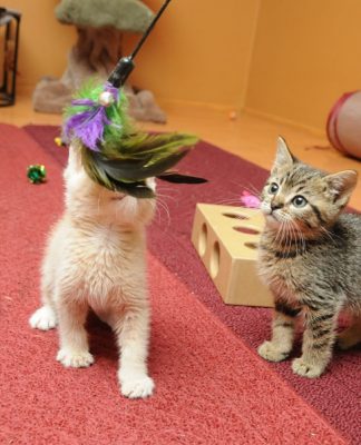 Socializing Kittens
