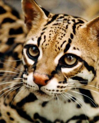 Spotted Cat Breeds