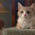 Stopping-Your-Cat-From-Spraying-696×602