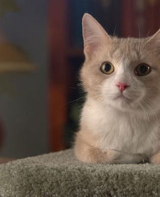 Stopping Your Cat From Spraying