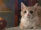 Stopping Your Cat From Spraying