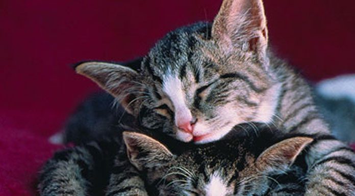 Taking Care Of Cats