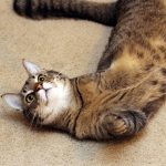 Taking-Care-of-a-Three-Legged-Cat-696×602