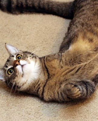 Taking Care of a Three Legged Cat