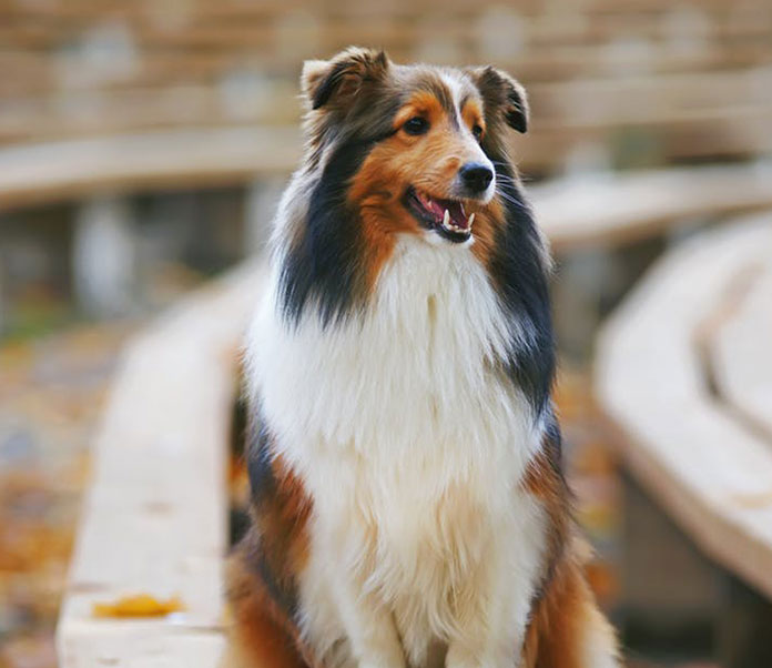 The 10 Easiest Dog Breeds to Train Petsourcing