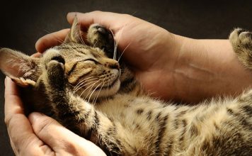 The Advantages of Neutering your Male Cat