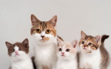 The Amazing Cat Species