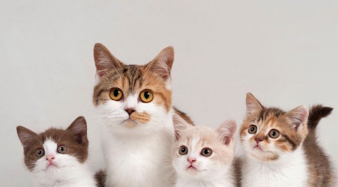 The Amazing Cat Species