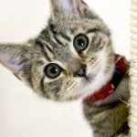 The-Basic-Know-How’s-About-Cat-Care-696×602