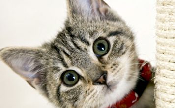 The Basic Know How’s About Cat Care