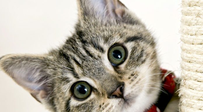 The Basic Know How’s About Cat Care