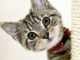 The Basic Know How’s About Cat Care