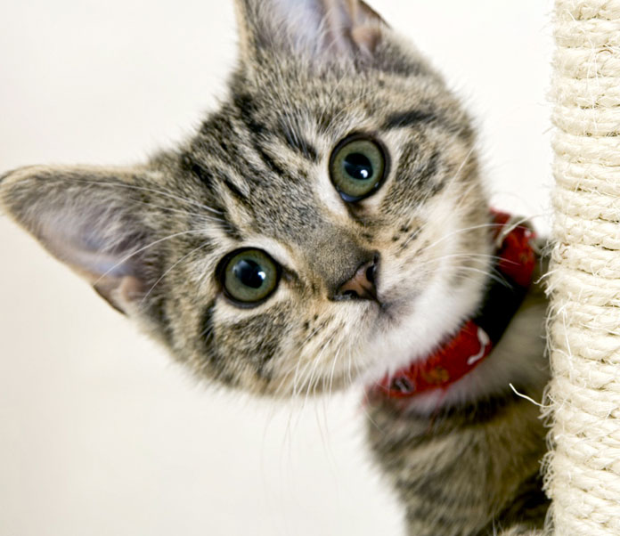 The Basic Know How s About Cat Care  Petsourcing