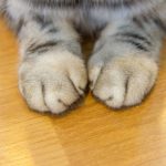 The-Case-Against-Declawing-Your-Cat-696×602