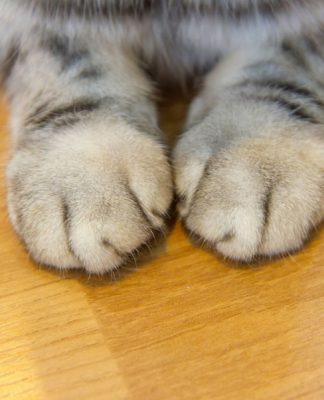 The Case Against Declawing Your Cat