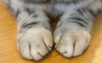 The Case Against Declawing Your Cat