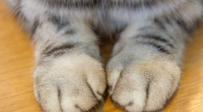 The Case Against Declawing Your Cat