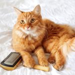 The-Cat-Care-and-Health-Insurance-Know-How’s-696×602