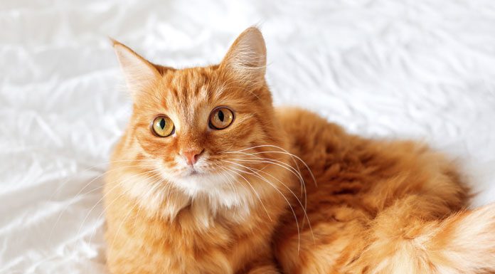 The Cat Care and Health Insurance Know How’s