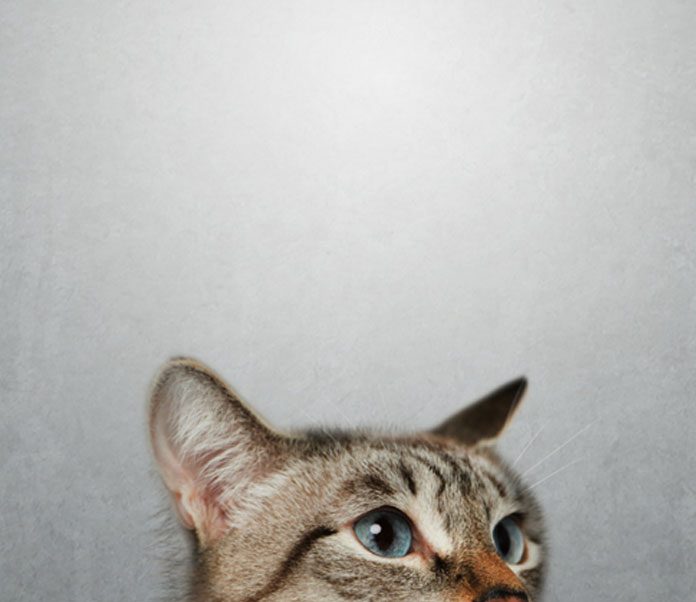 The Cat Whisperer | Petsourcing