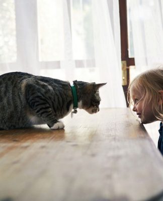 The Cat and Child Connection