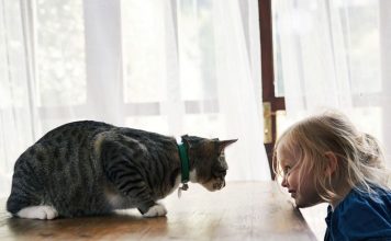 The Cat and Child Connection