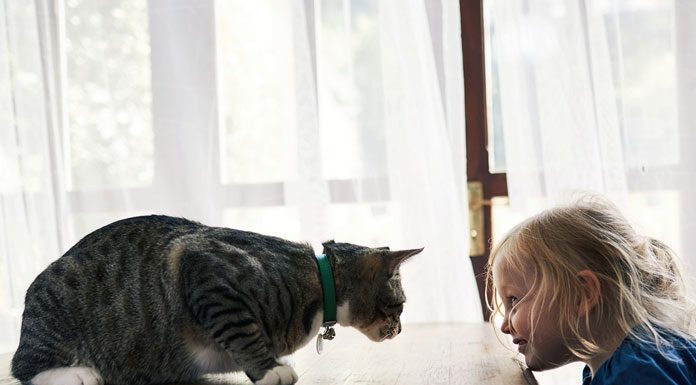 The Cat and Child Connection